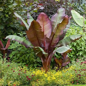 Banana Plant